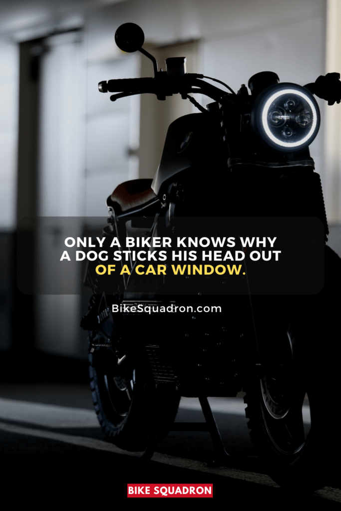 Only a biker knows why a dog sticks his head out of a car window